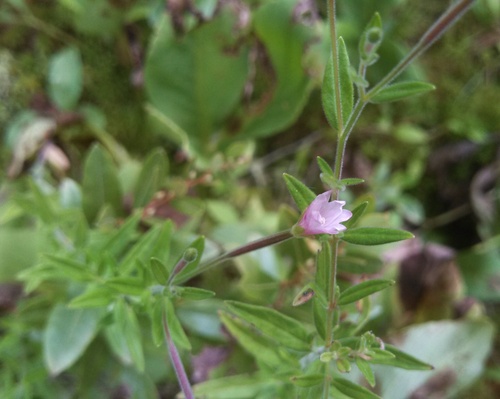 Downy Willowherb (Epilobium strictum)