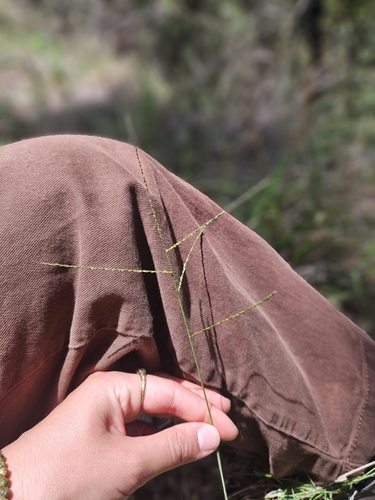 Digitaria ramularis, 2024-12-18