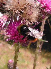 Bombus pratorum