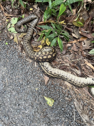 Australian Scrub Python sighting