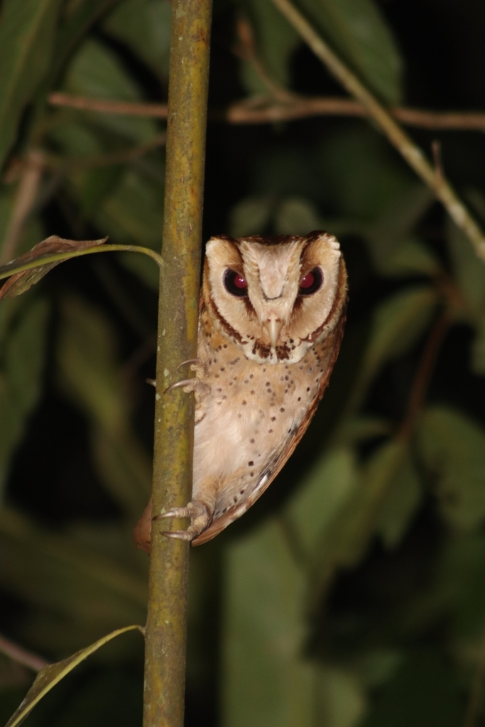 Phodilus badius