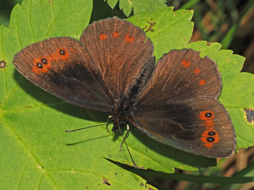 Erebia aethiops Esper, 1777