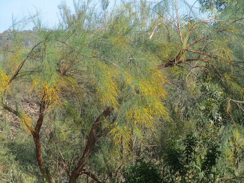 Image of Viminaria juncea by (c) A.J. Anderson, some rights reserved (CC BY)