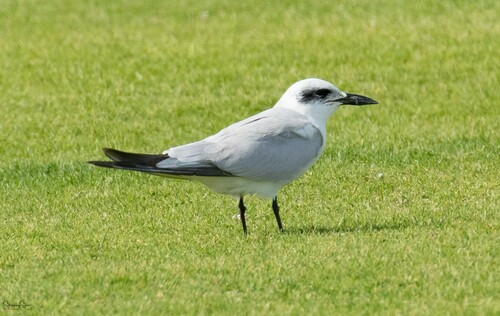 Gull-billed Tern (Gelochelidon nilotica)