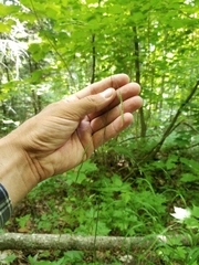 Melica smithii