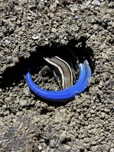 iNaturalist observation photo of Western Skink