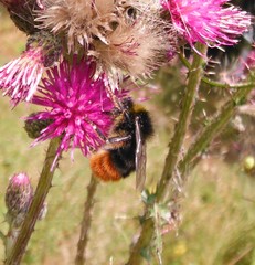 Bombus pratorum