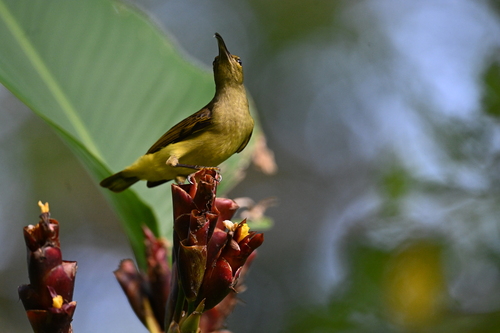 Thick-billed Spiderhunter (Arachnothera crassirostris)