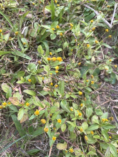 Acmella uliginosa iNat (3)