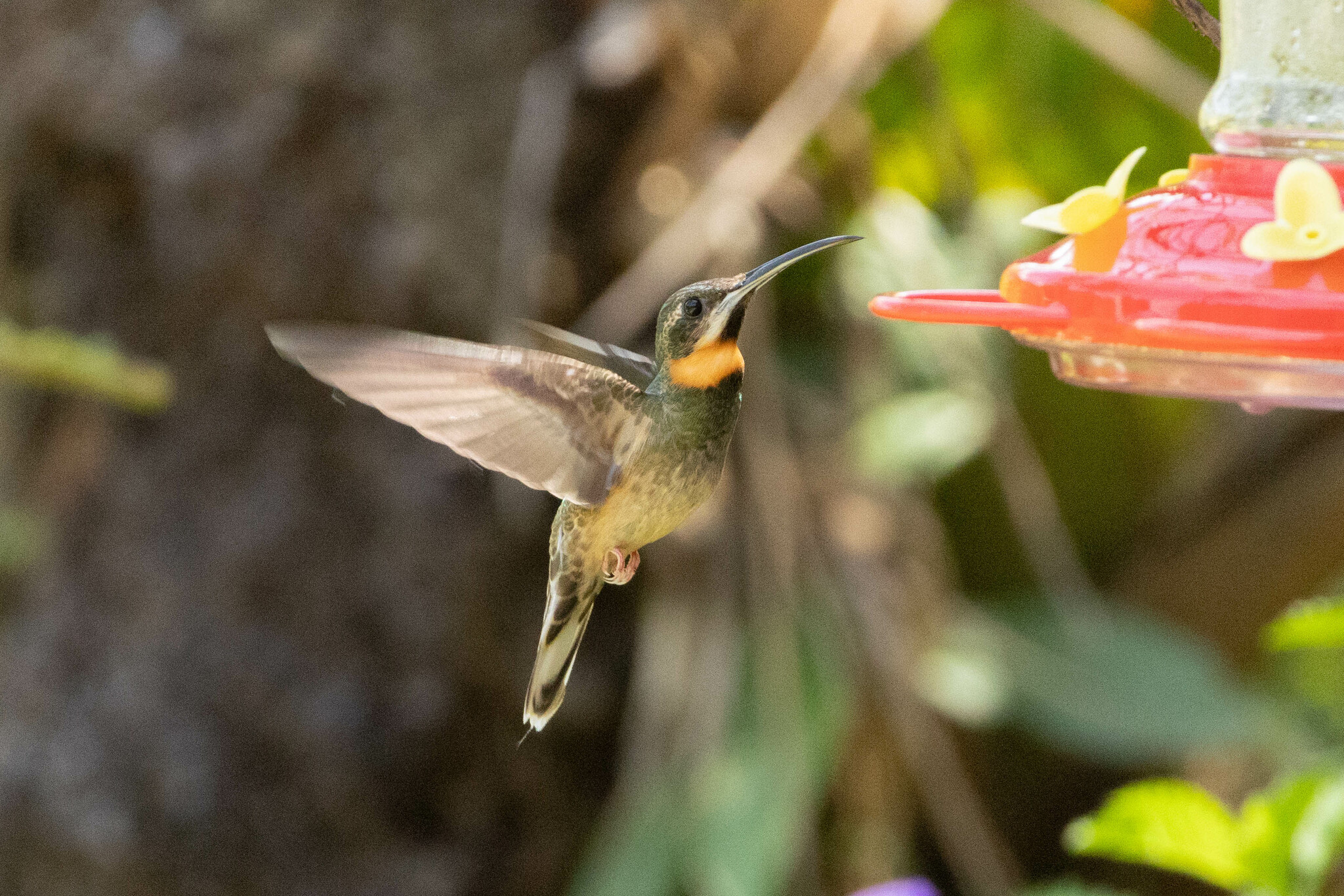 Pale-tailed Barbthroat (Threnetes leucurus), photo 4