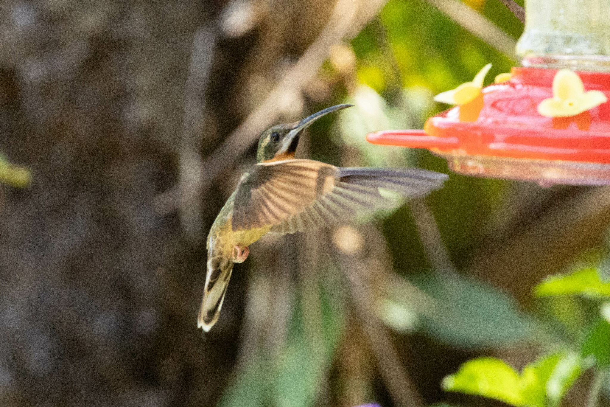 Pale-tailed Barbthroat (Threnetes leucurus), photo 5