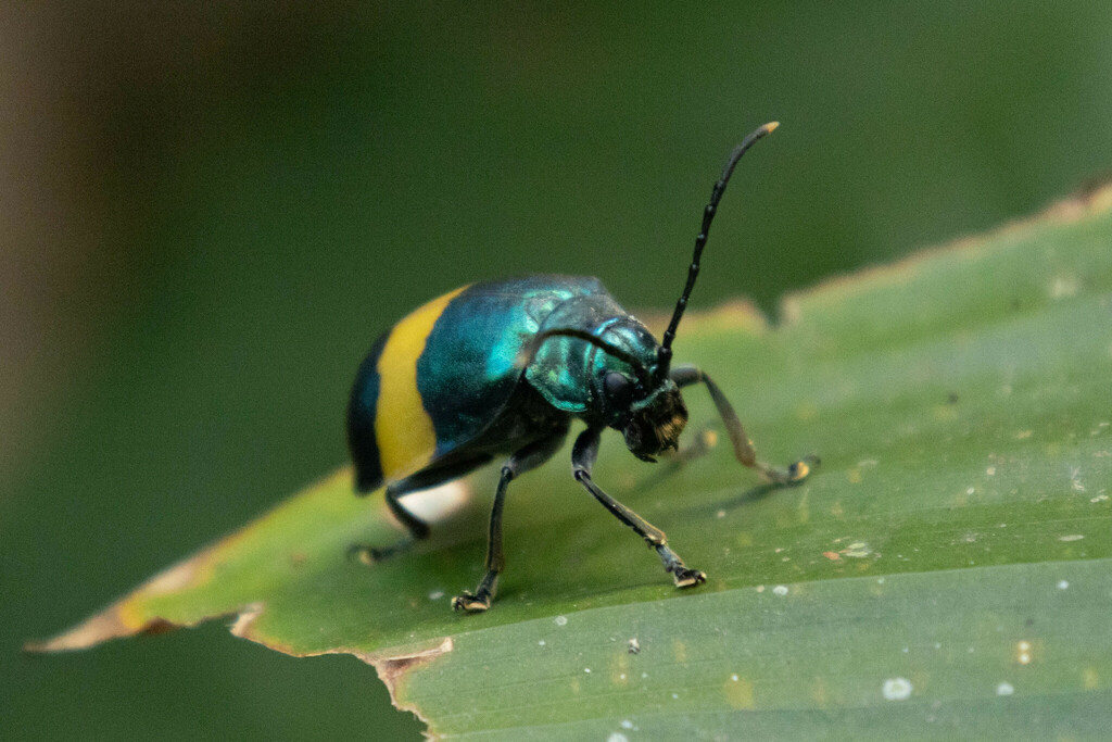 Monocesta equestris