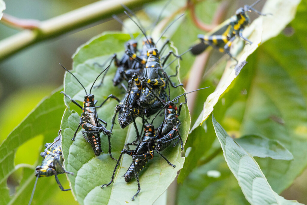 Chromacris peruviana