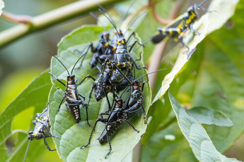 Chromacris peruviana