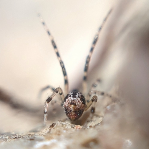 Cryptachaea blattea
