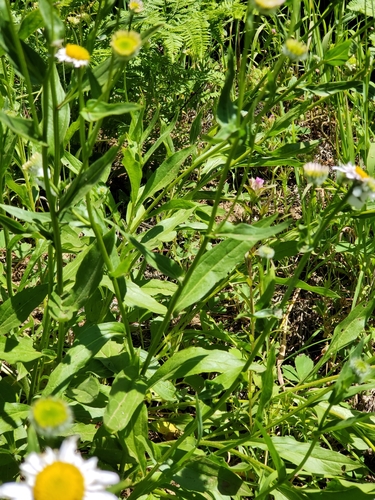 Image of Erigeron aliceae by no rights reserved