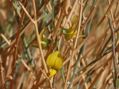 Image of Dune Bush (Crotalaria spartioides) by no rights reserved