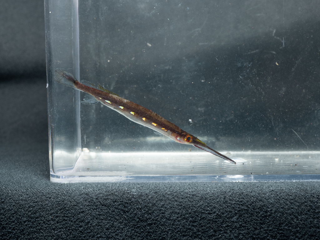 Goudstip-halfsnavel (Hemirhamphodon chrysopunctatus) — Zenarchopteridae