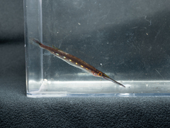 Gold-Spot Halfbeak photo 1