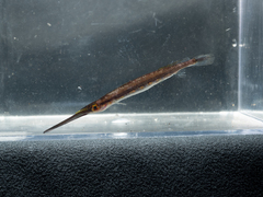 Gold-Spot Halfbeak photo 2