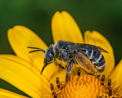 Melissodes illatus