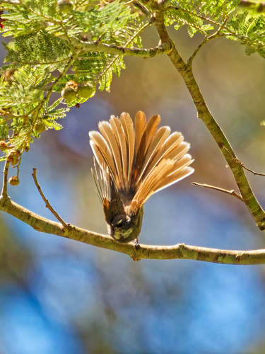Grey Fantail, Stowport TAS 7321, Australia, photo 9 of 10