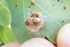 Mastophora hutchinsoni
