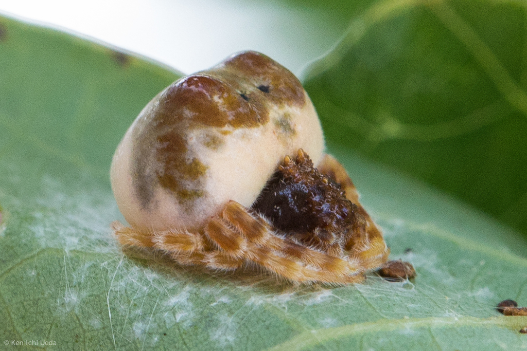 American Bolas Spider