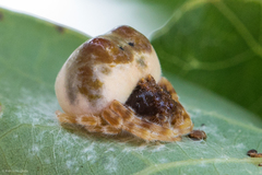 Mastophora hutchinsoni
