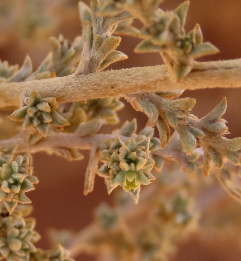 Aizoon sericeum (Aizoon sericeum)