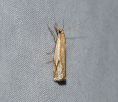 Crambus agitatellus