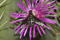 Hemipenthes velutina
