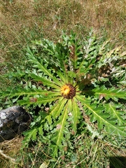 Carlina acanthifolia