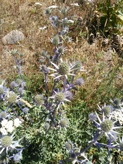 Eryngium bourgatii