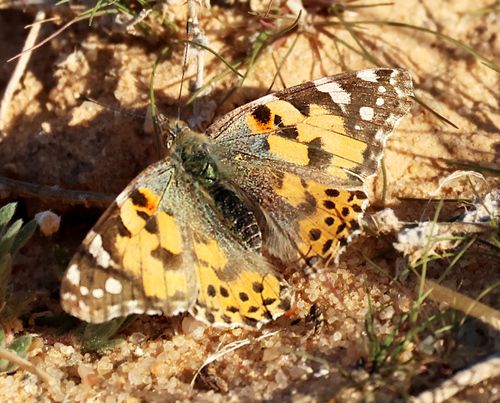 Painted Lady