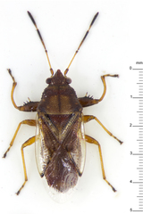 Acanthocrompus chinensis