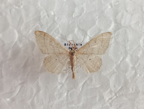 piadica prostá (Idaea straminata)