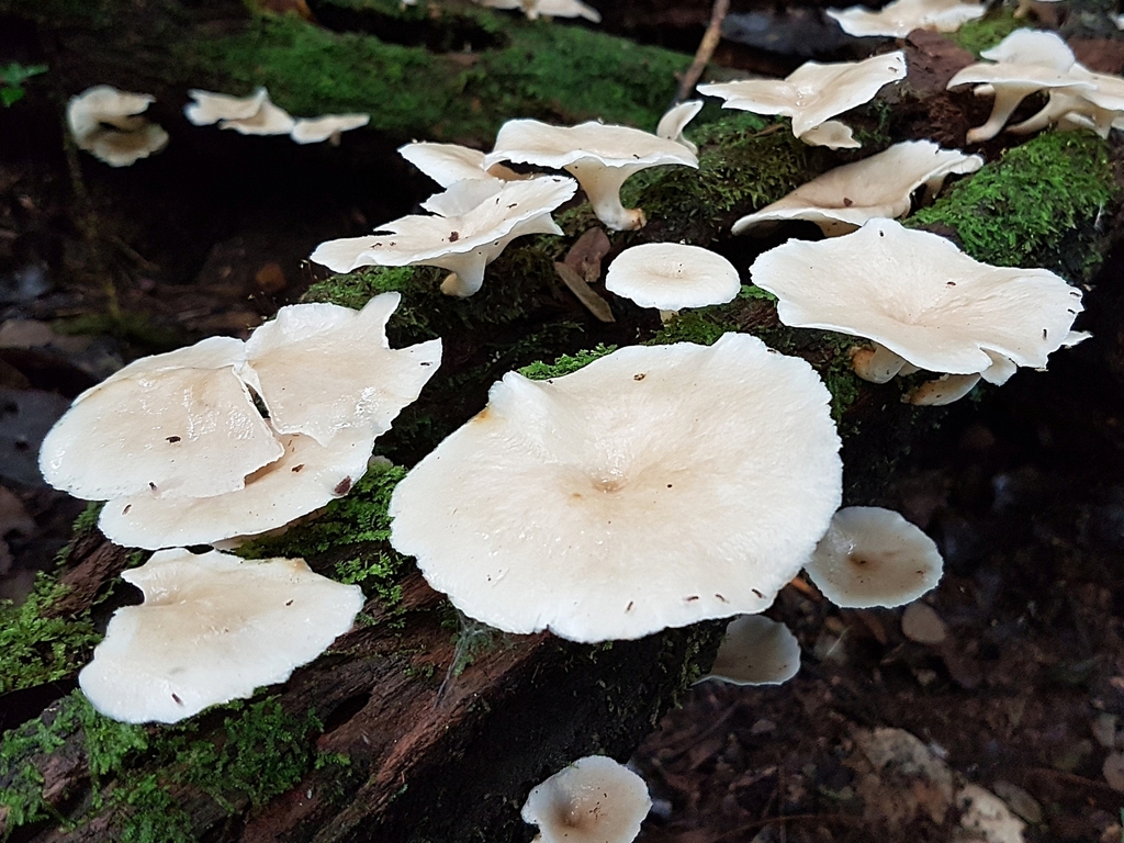 Bresadolia craterella · October 2018 · photo: © wolmars (iNaturalist, cc-by)