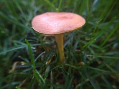 Hortiboletus campestris