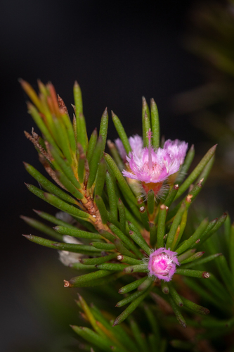 Verticordia pityrhops