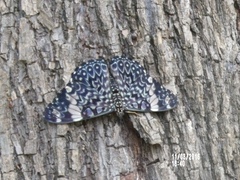 Hamadryas amphinome mazai