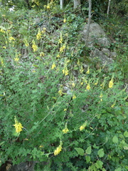 Cytisus nigricans