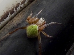Araneus detrimentosus
