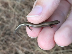 Ablepharus kitaibelii