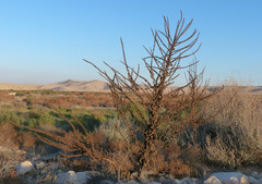 Verbascum sinaiticum