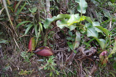 Nepenthes rajah
