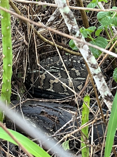 Coastal Carpet Python sighting