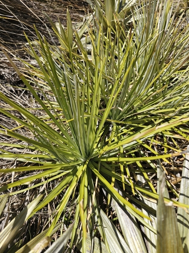Image of Celmisia lyallii by no rights reserved