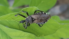 Apiomerus longispinis