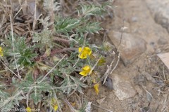 Potentilla pulchella